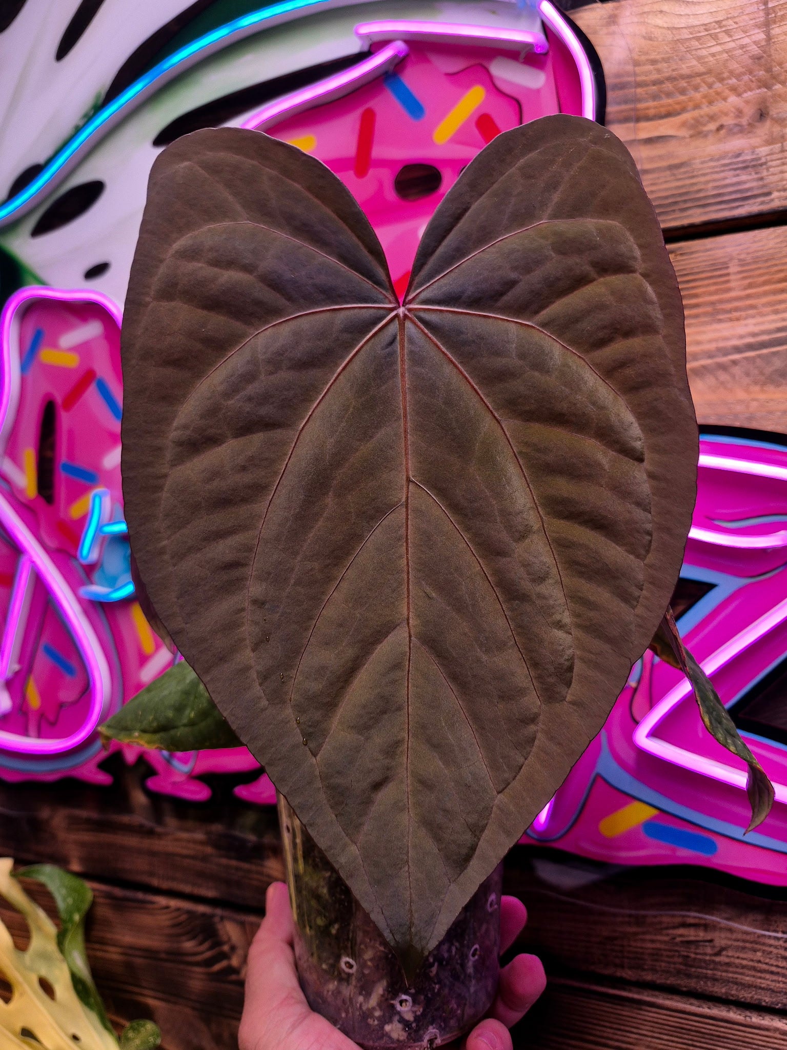 ソンチャン　ポラロイド　レア 🌿 XL Alocasia Venom – Mother Plant 🌿 Rare tropicals straight