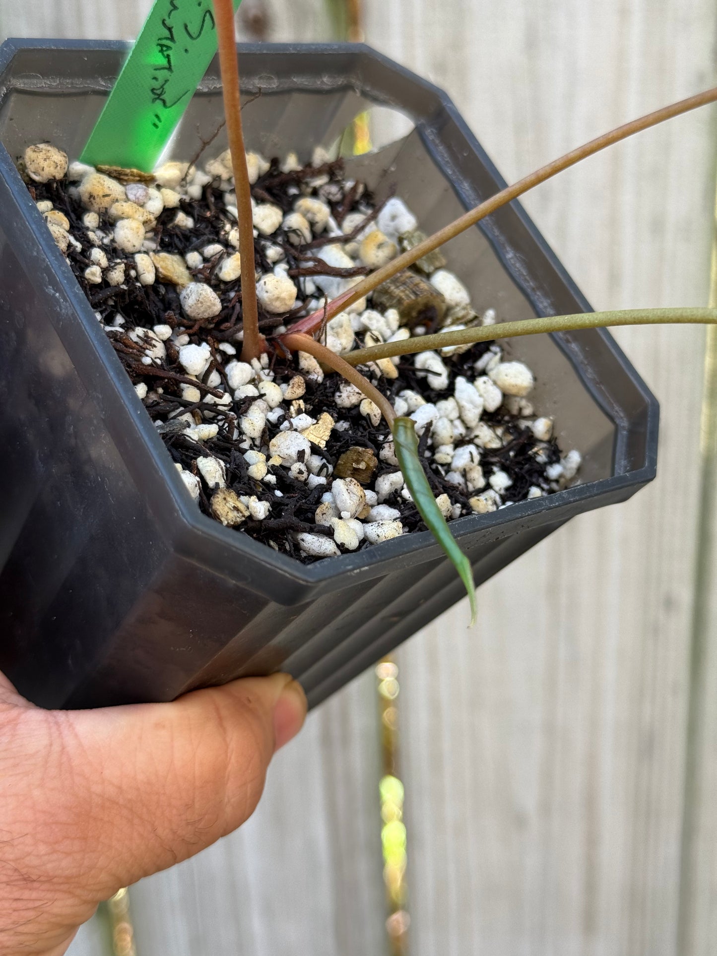 Black Sweet “mutation” offset