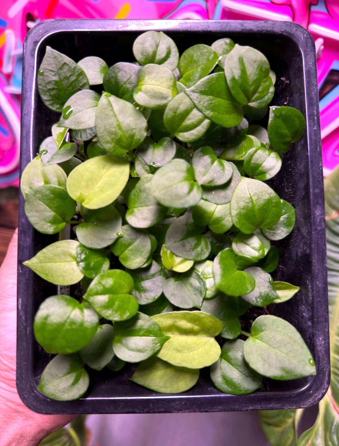 (BVIT x DP) x PURGATORI Seedling