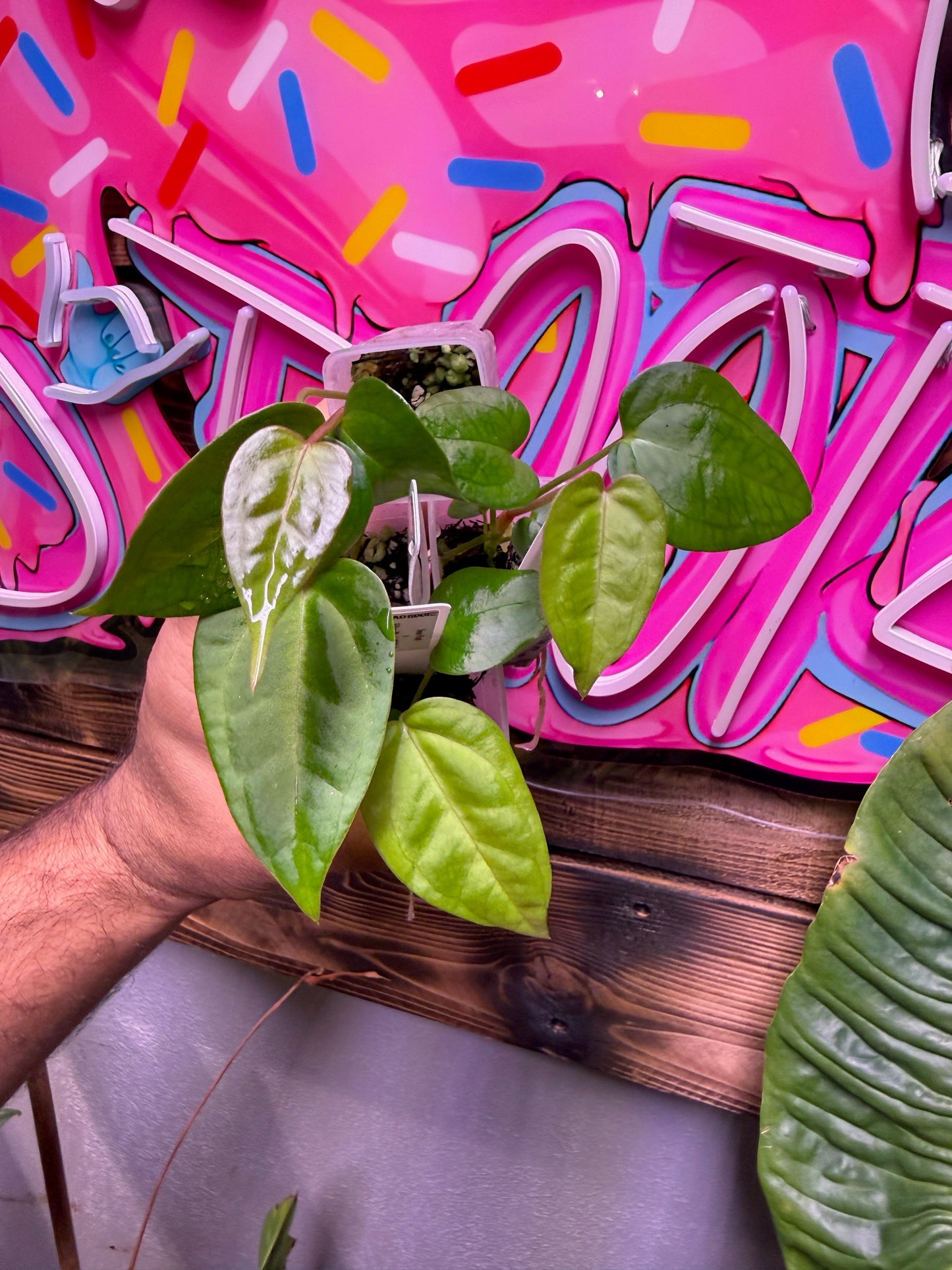 Sour Port x Rad's Bottom B