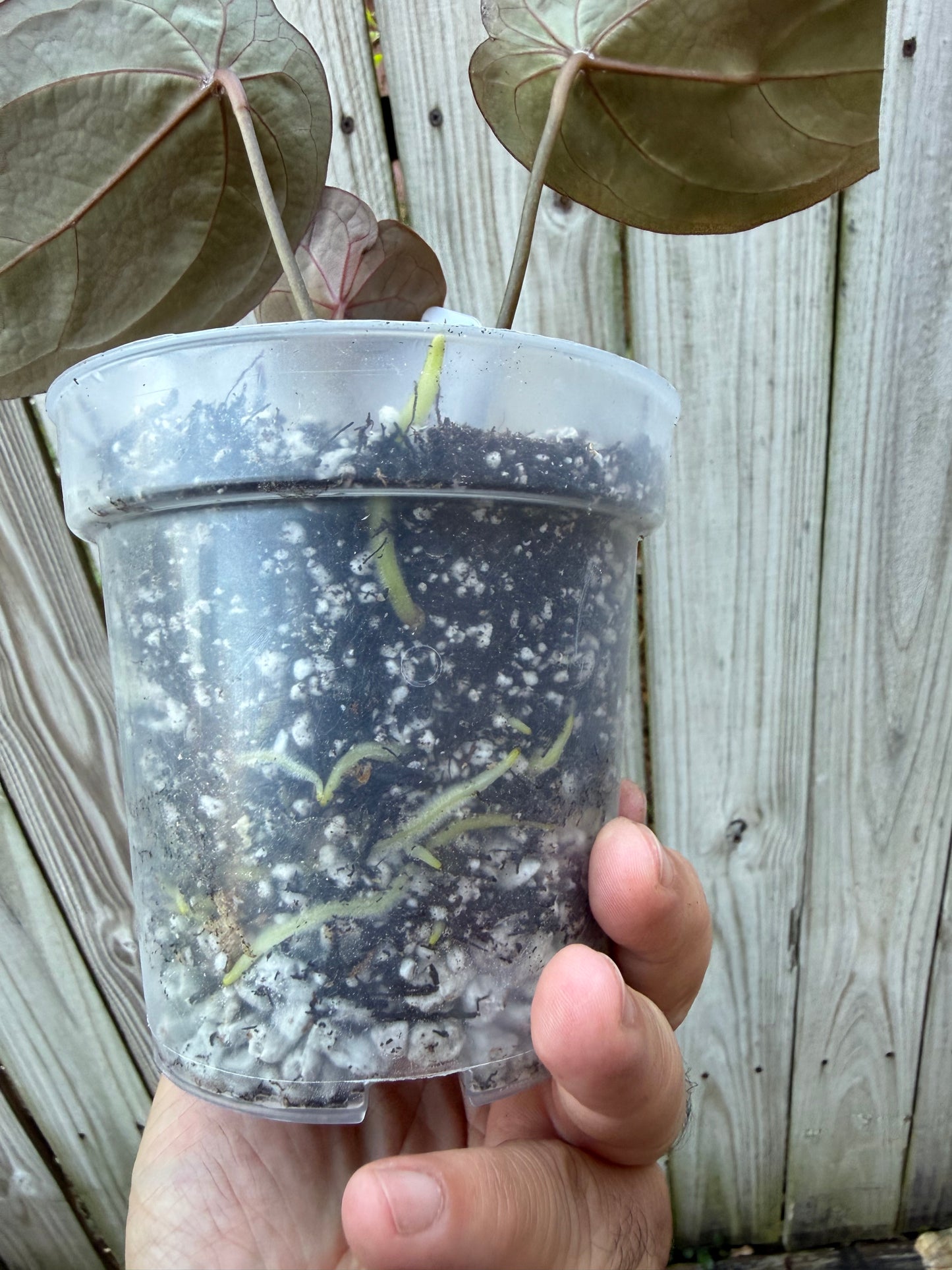 Original Red Spider clone