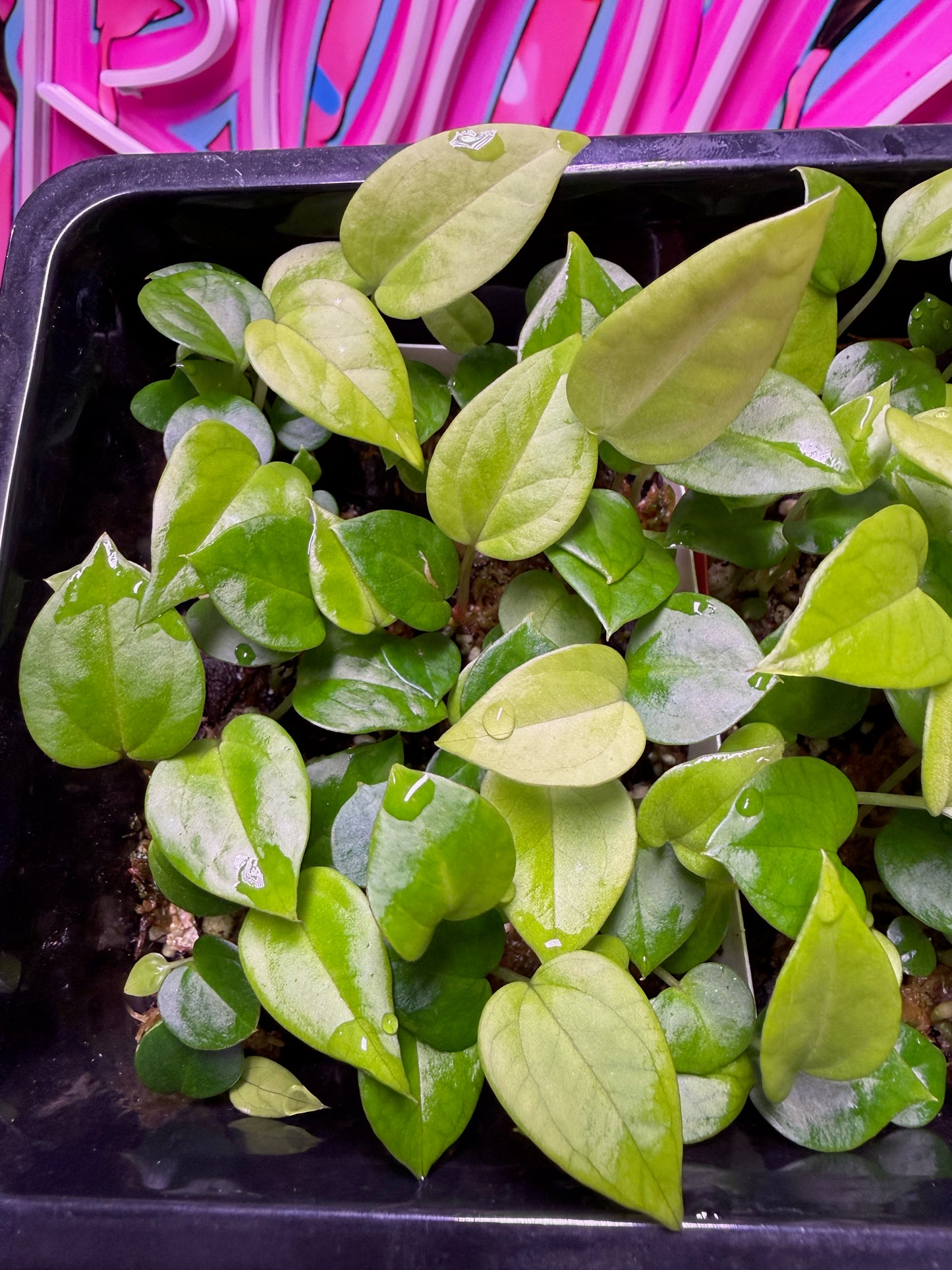 Ka KAAH! x PURGATORI Seedling