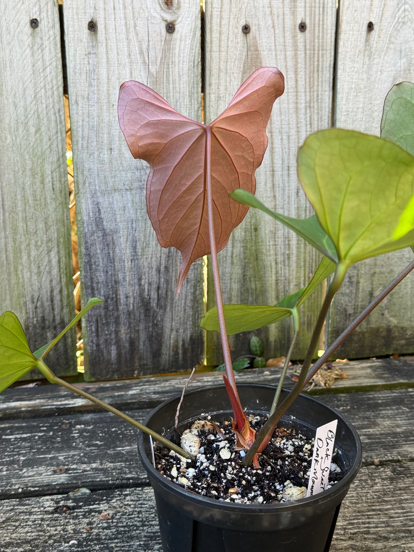 Black Sweet x Dark Momma