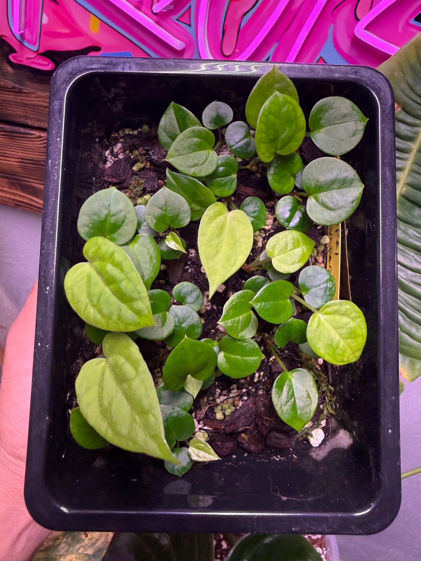 (DP x BVIT) x Rad's Bottom B Seedling