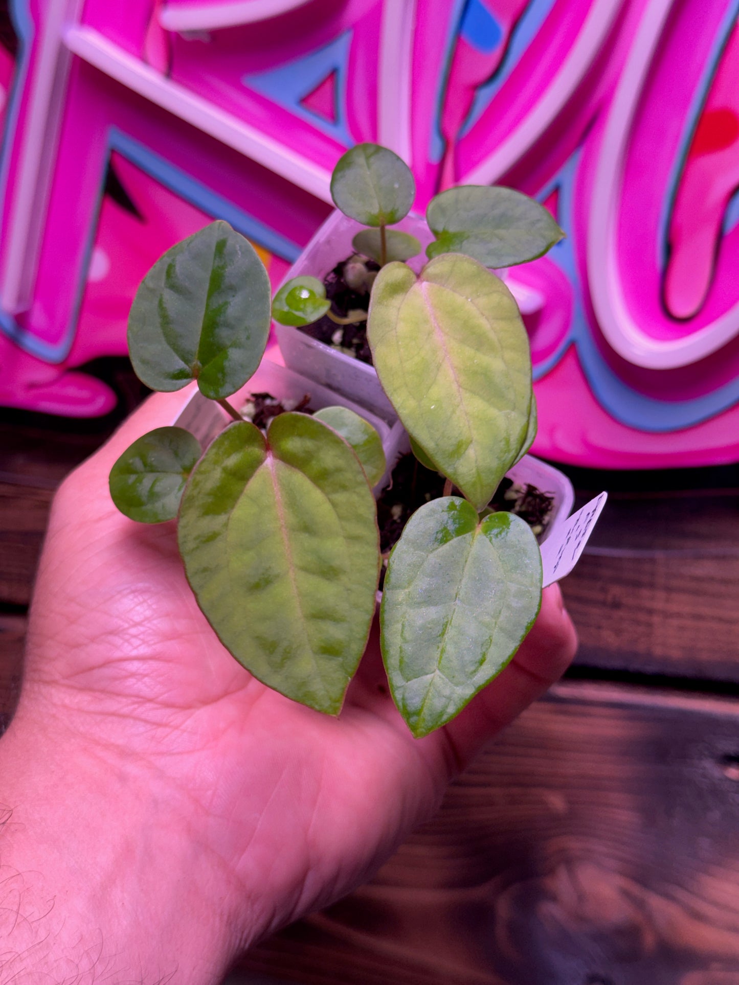 (e. Dressleri x FS) x Rad's Bottom B