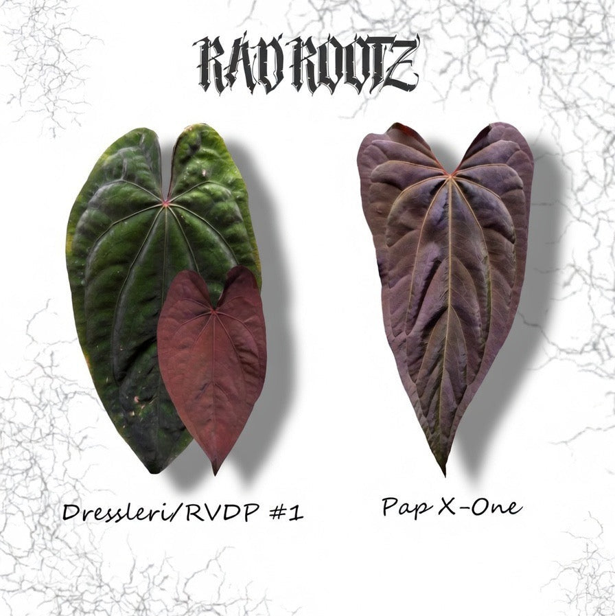 Dressleri/RVDP #1 x Pap X-One Seedling