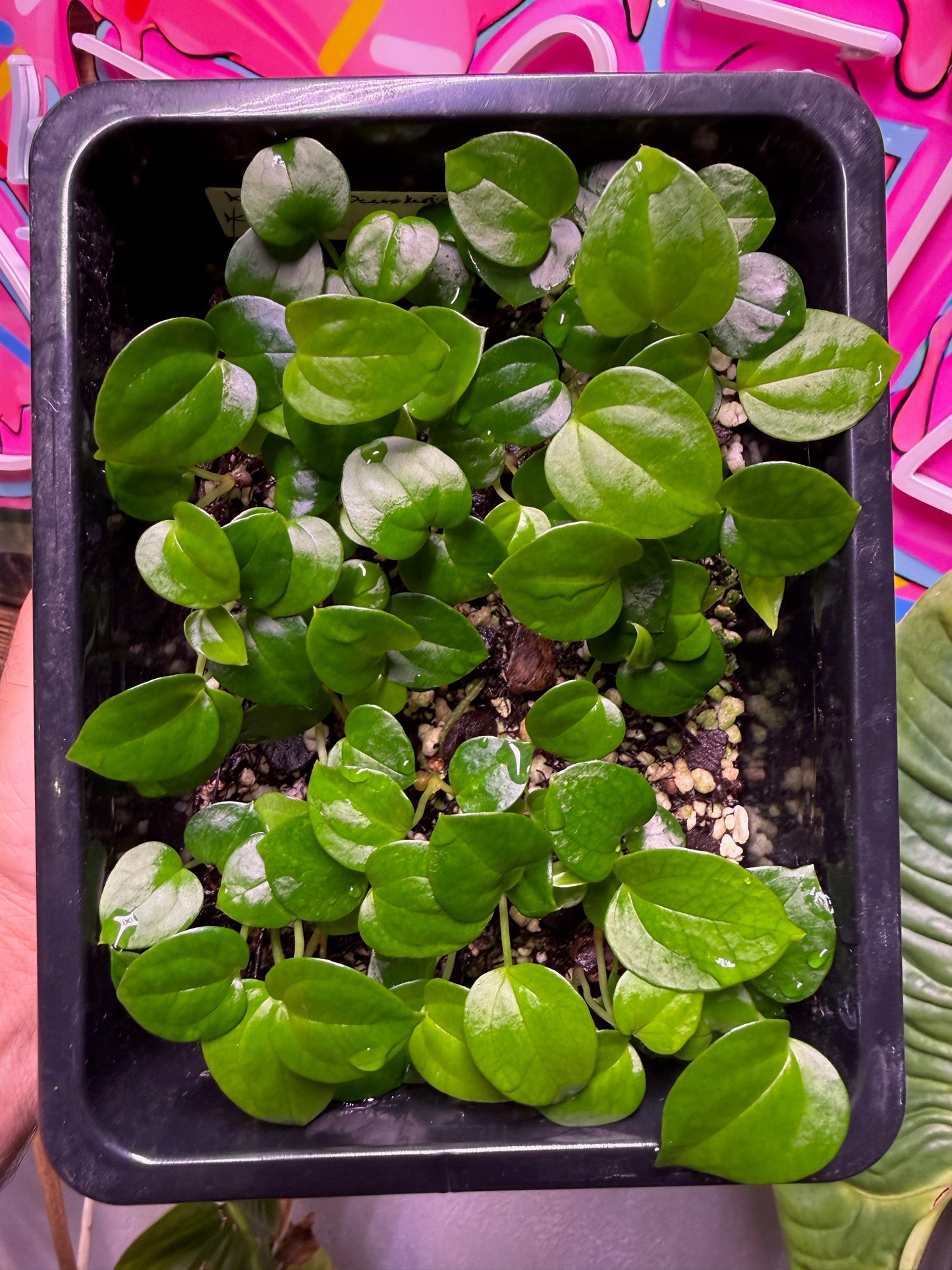 Kerfuffle x Kobra Seedling