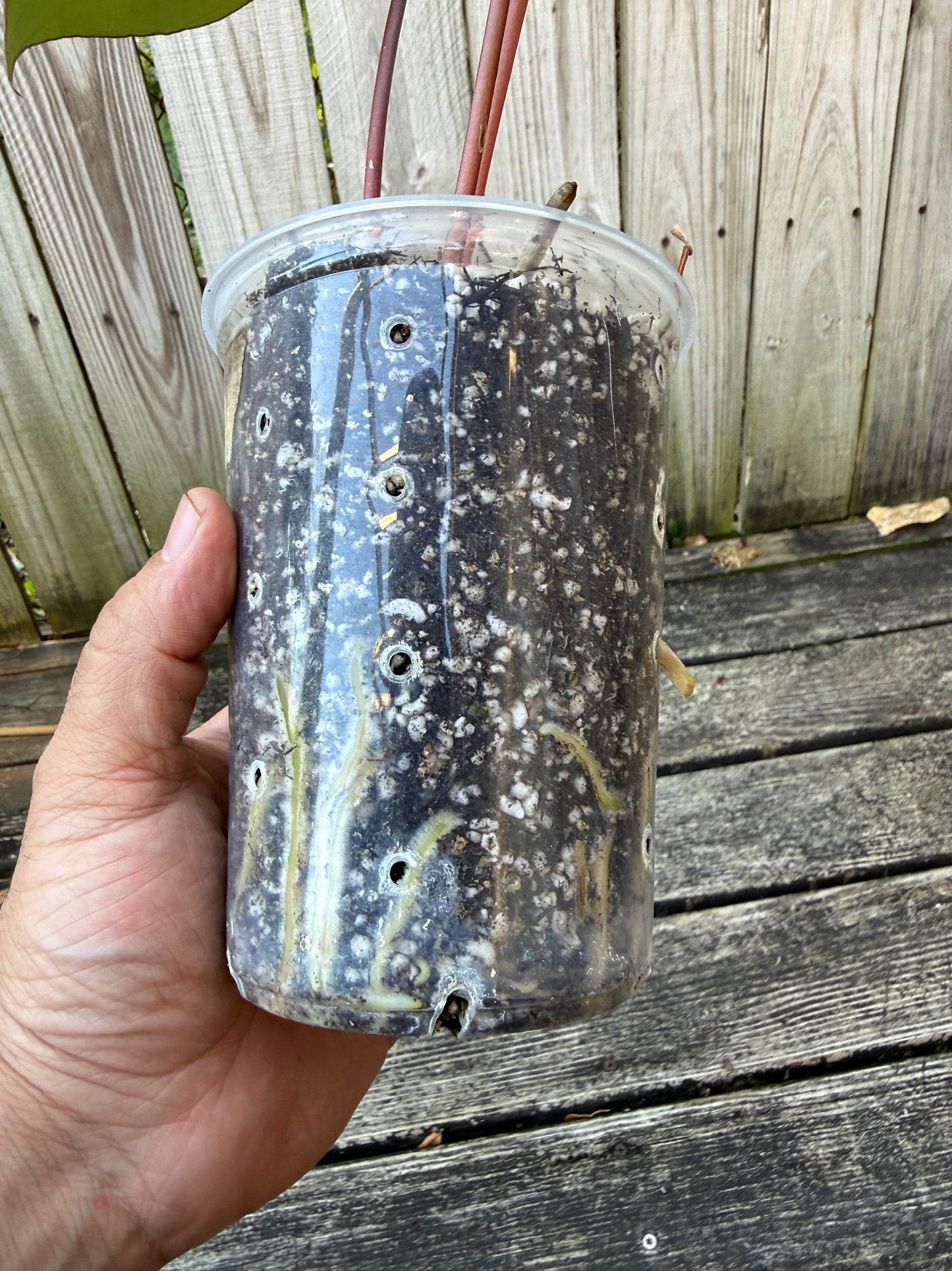 Red Stem Pap x Crystal