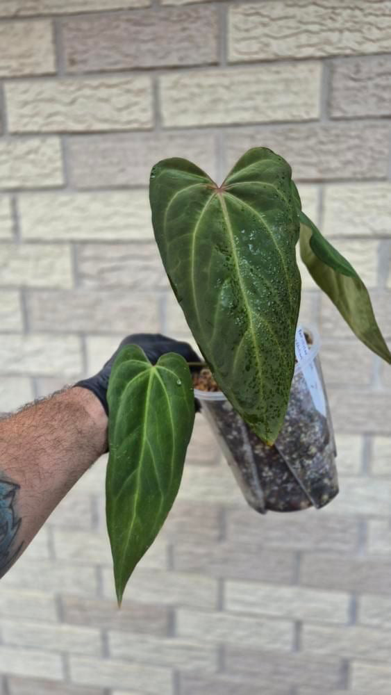 Anthurium Papillilaminum Naomi