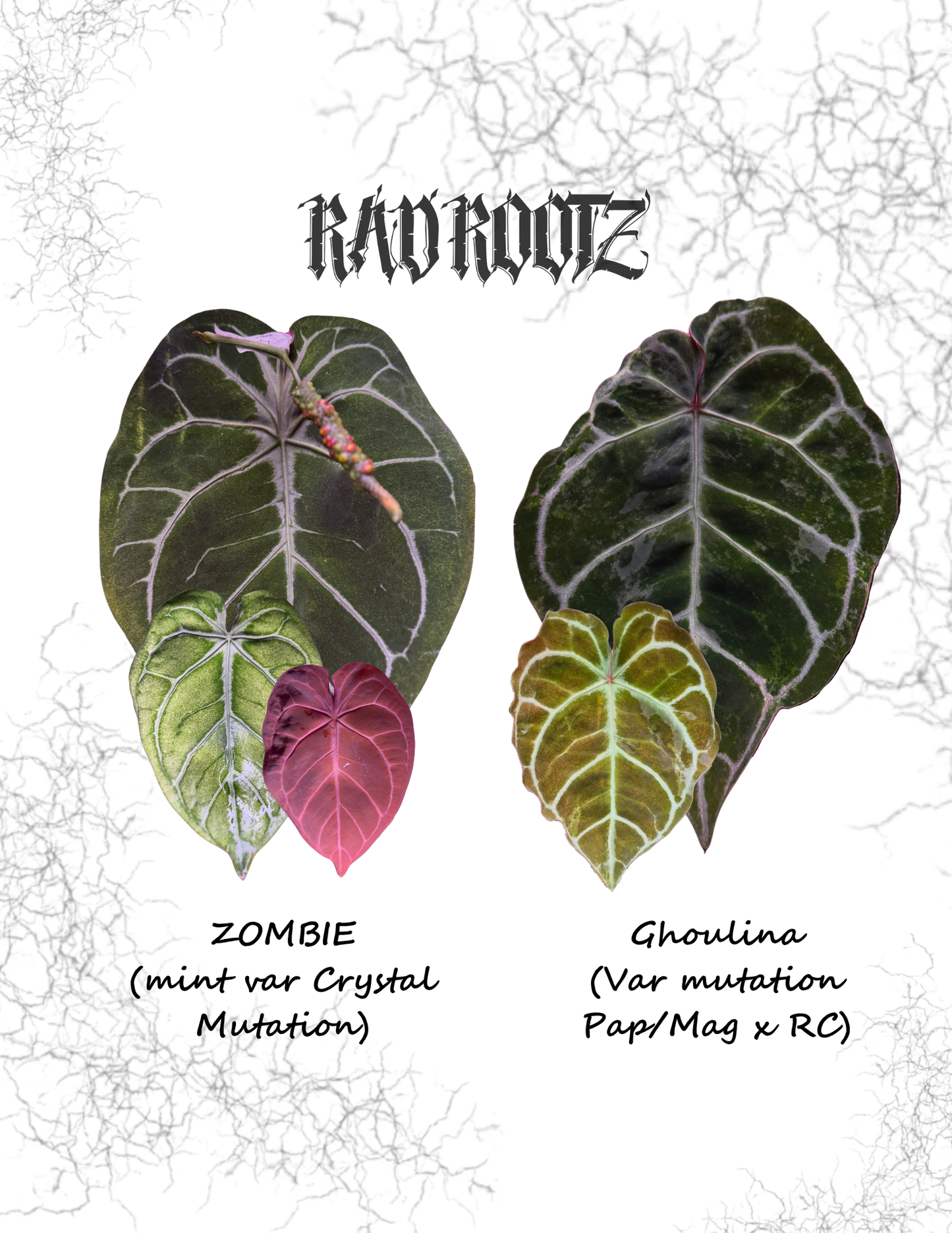 Zombie x Ghoulina