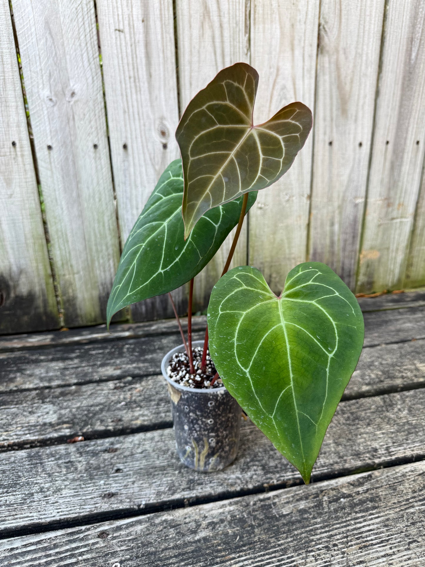 Red Stem Pap x Crystal