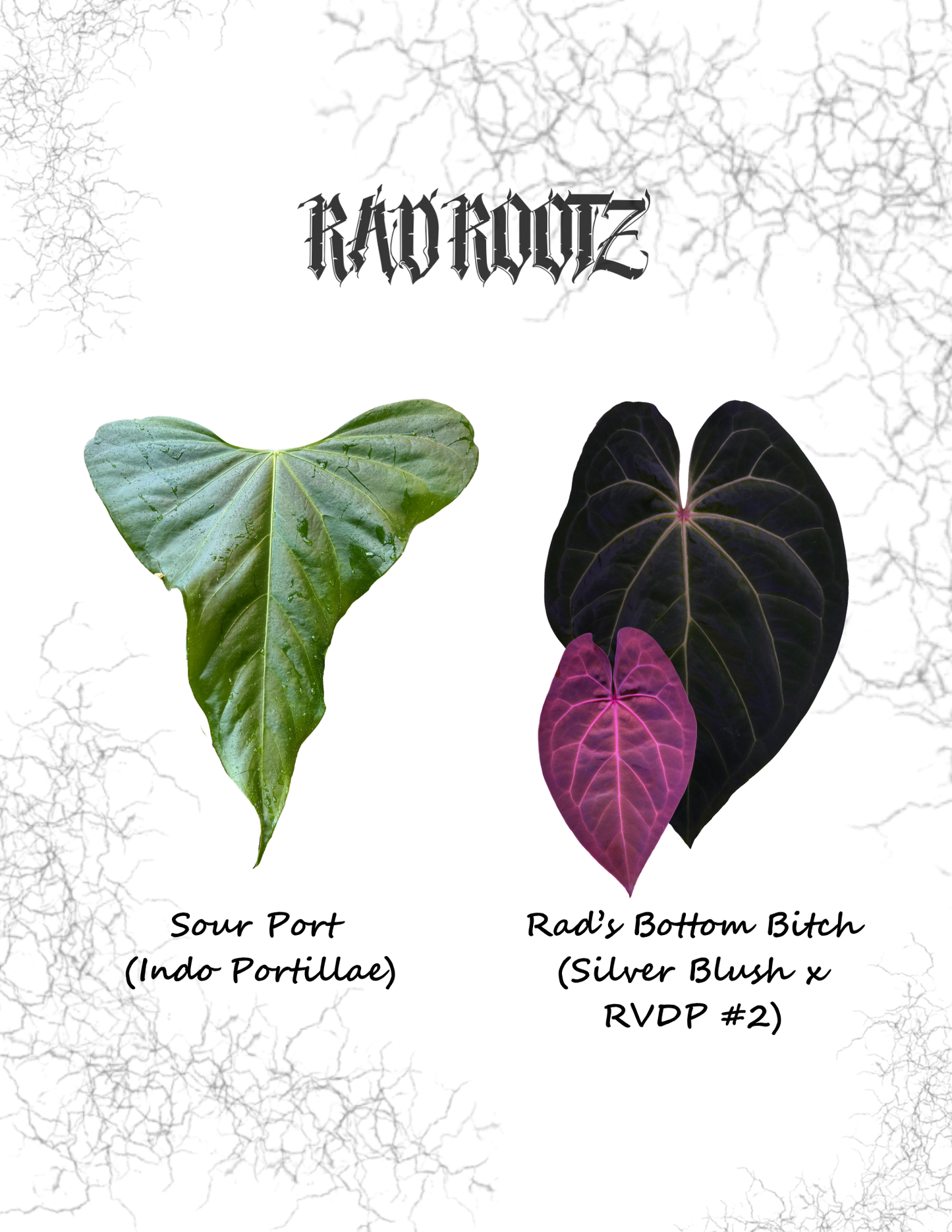 Sour Port x Rad's Bottom B