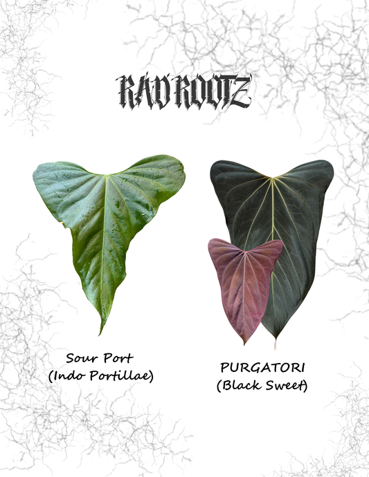 Sour Port x PURGATORI Seedling