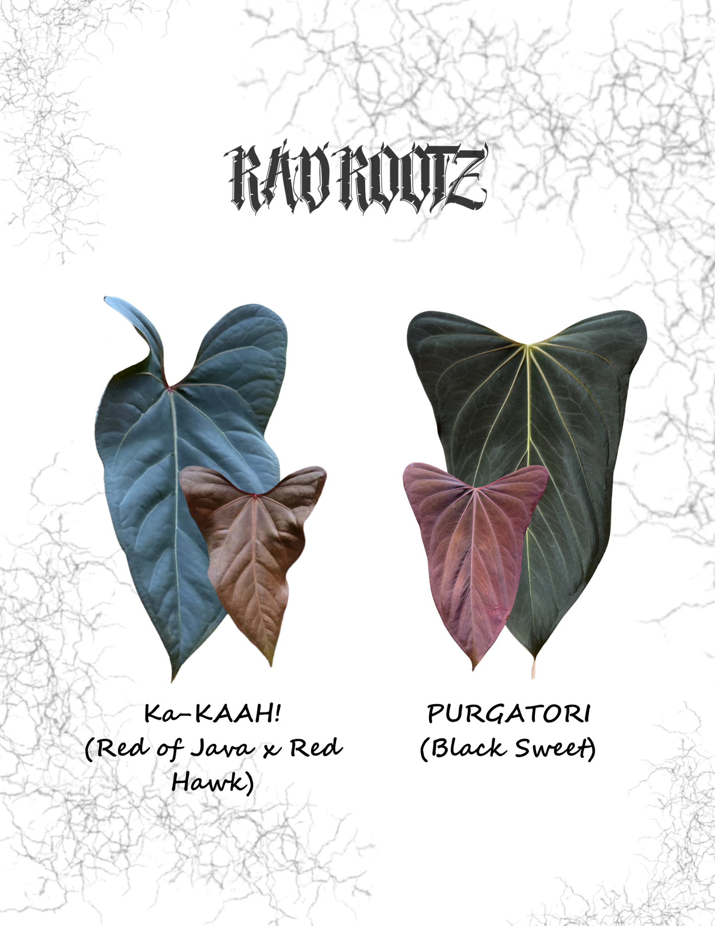 Ka KAAH! x PURGATORI Seedling
