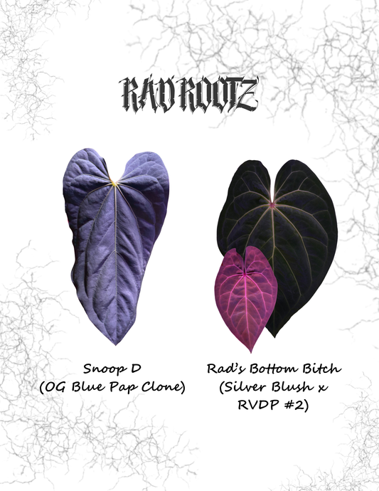 Snoop Dog x Rad's Bottom B Seedling