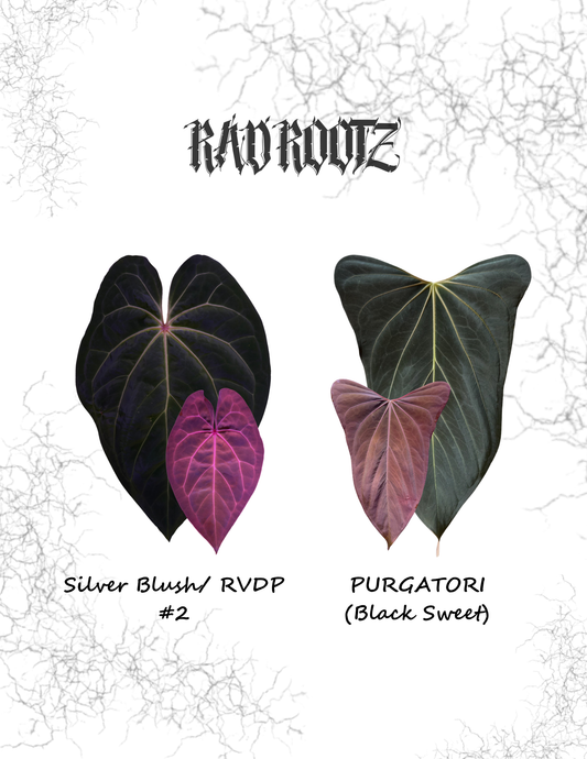 Rad's Bottom B x PURGATORI
