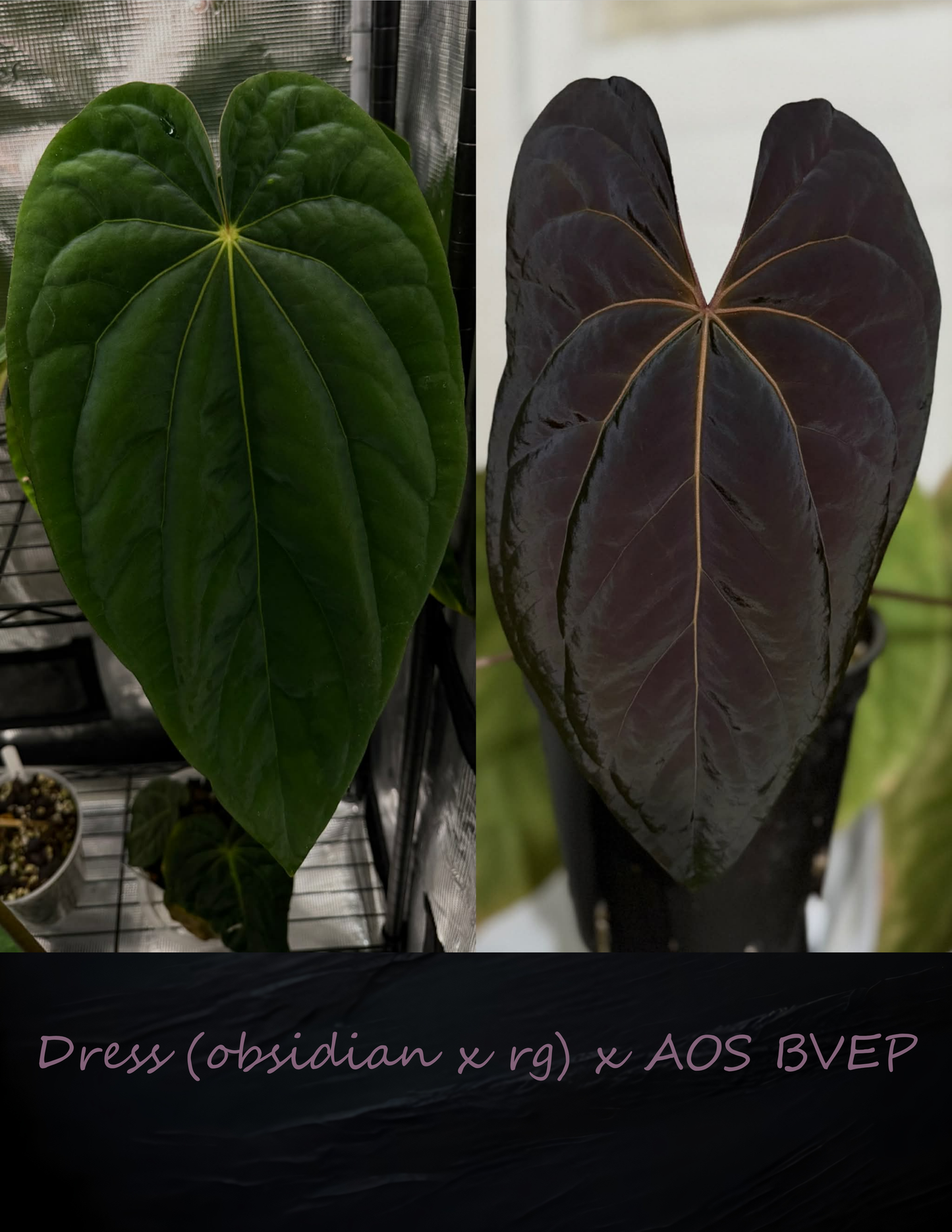 Dar Phoenix/Pap LLB x BVEP (Overlap/RA1) seedling