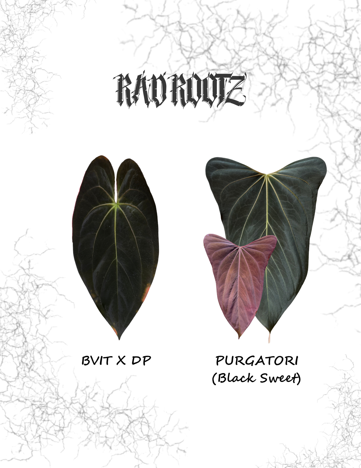 (BVIT x DP) x PURGATORI Seedling