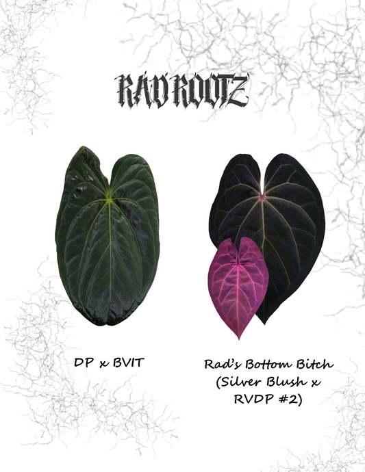 (DP x BVIT) x Rad's Bottom B Seedling