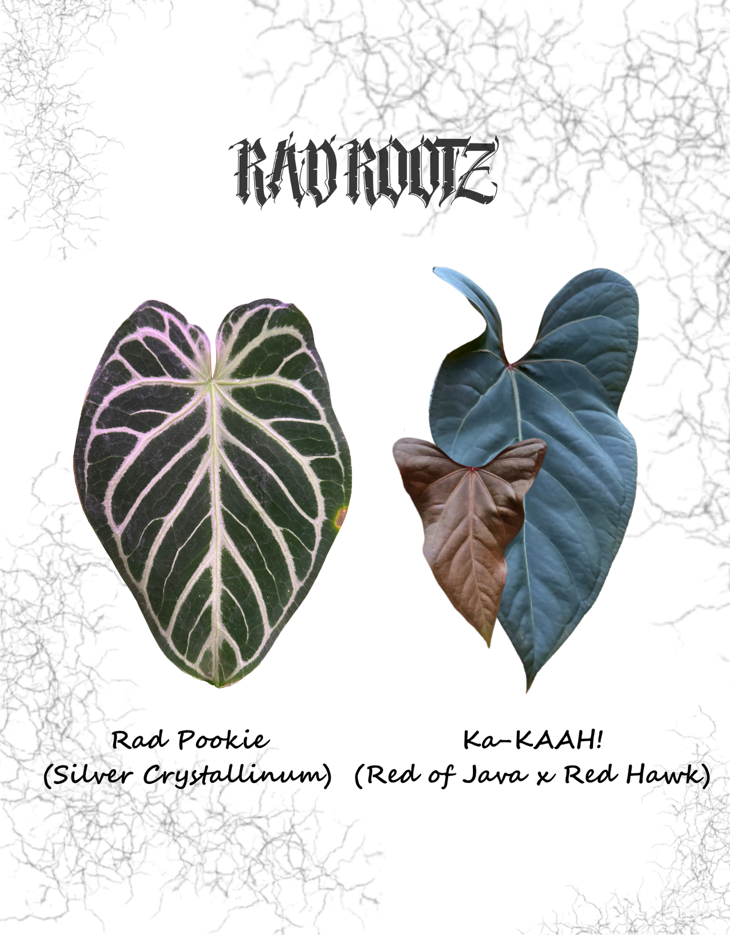 Rad Pookie x Ka KAAH! Seedling