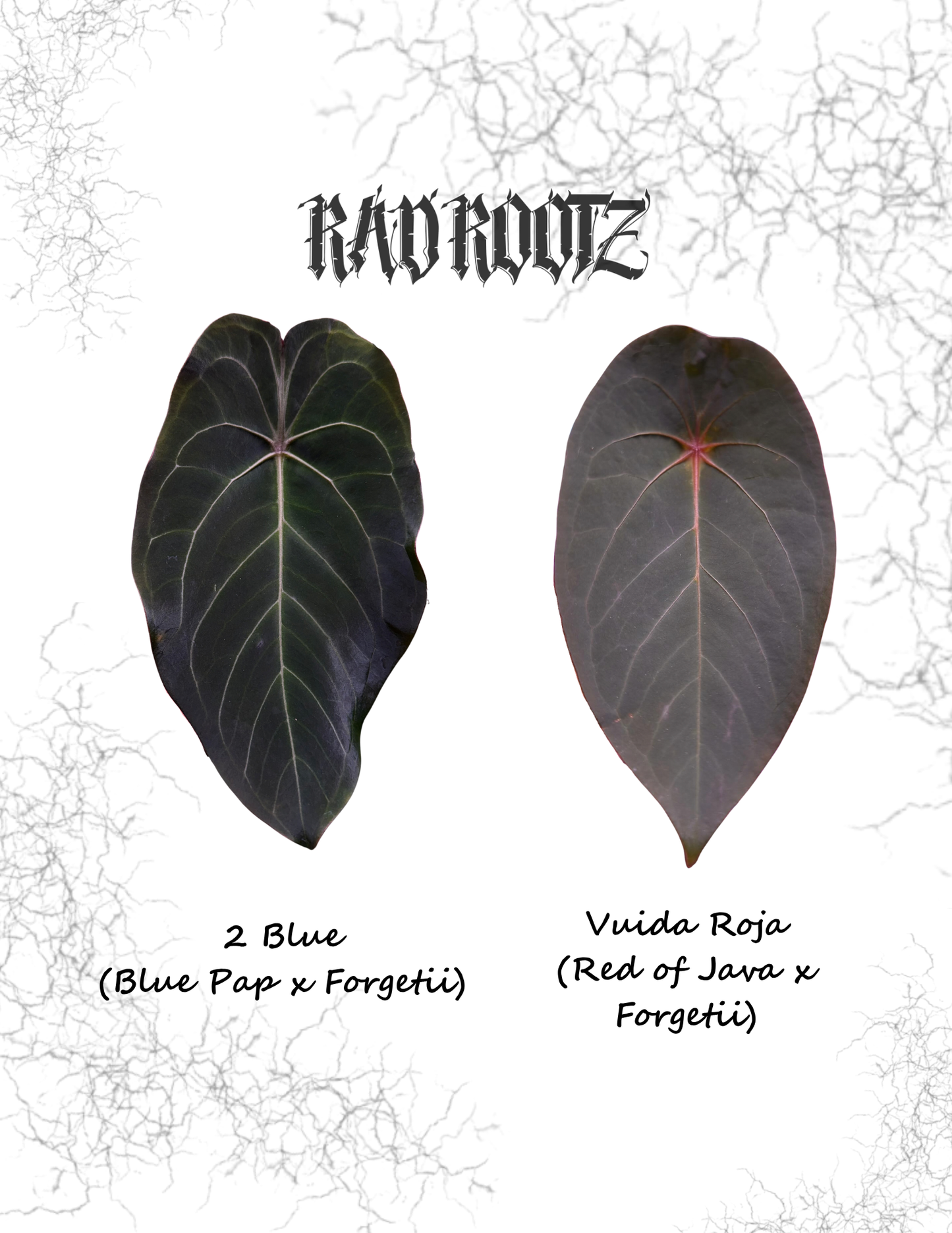 2 Blue x Viuda Roja