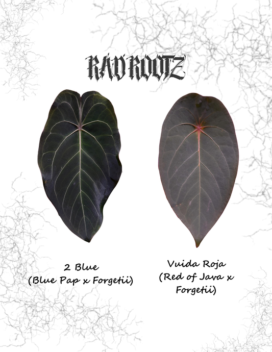 2 Blue x Viuda Roja