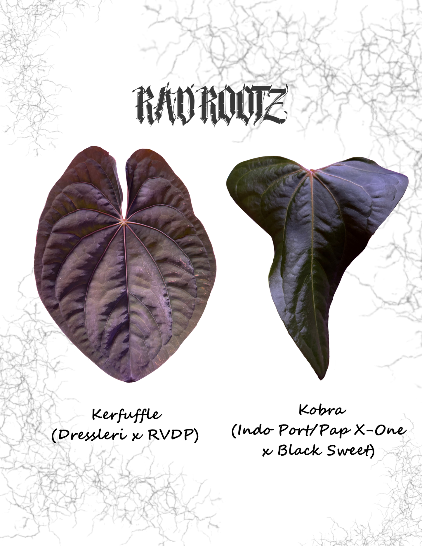 Kerfuffle x Kobra Seedling