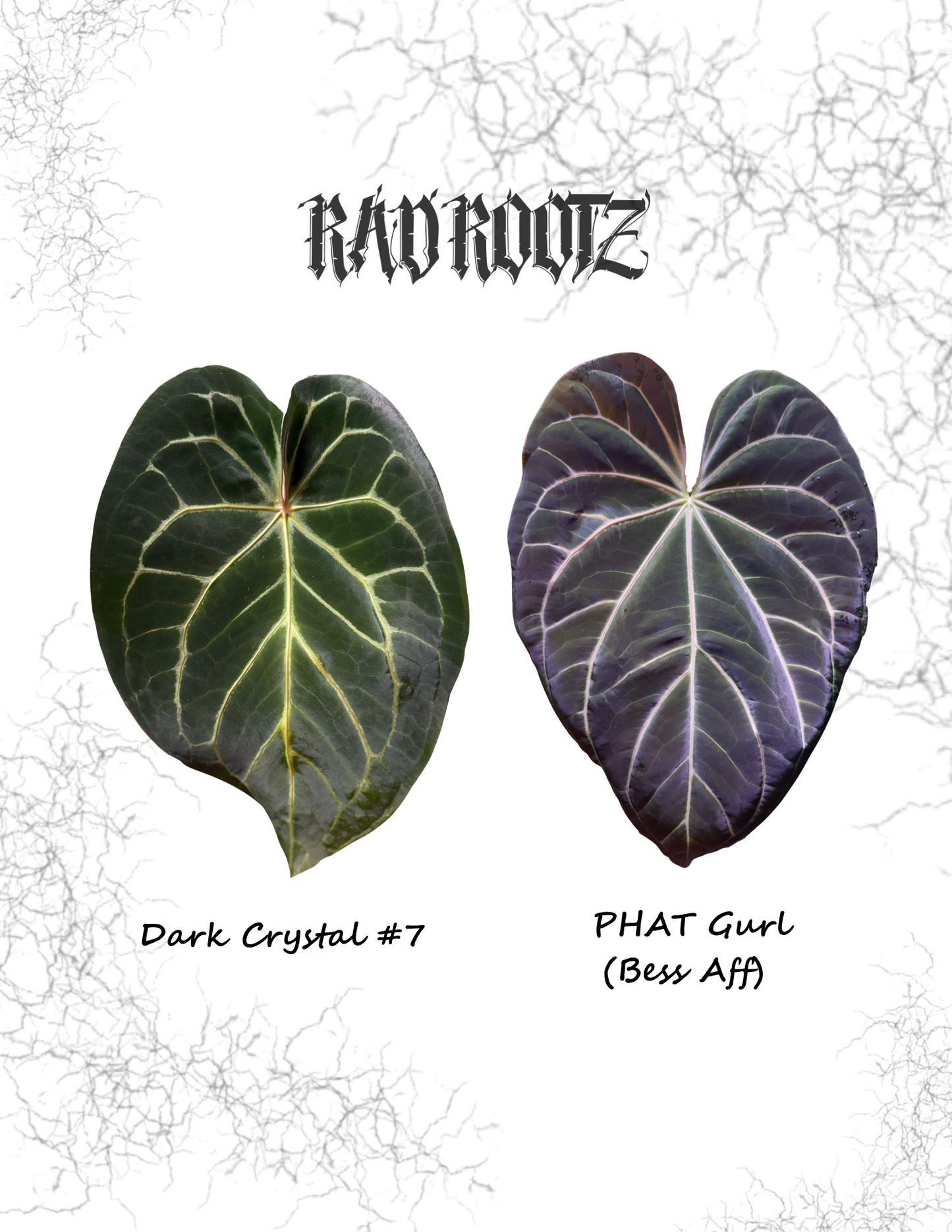 Dark Crystal #7 x PHAT Gurl Seedling