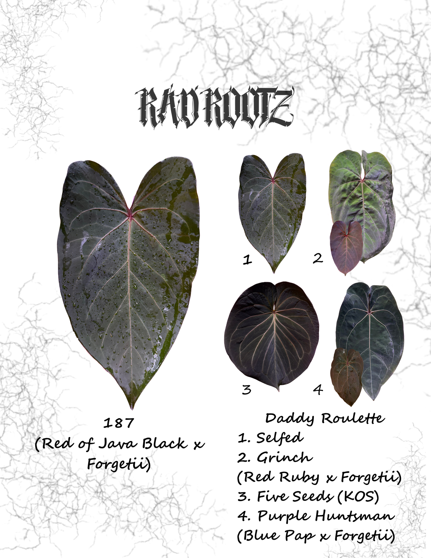 187 x Daddy Roulette Seedling