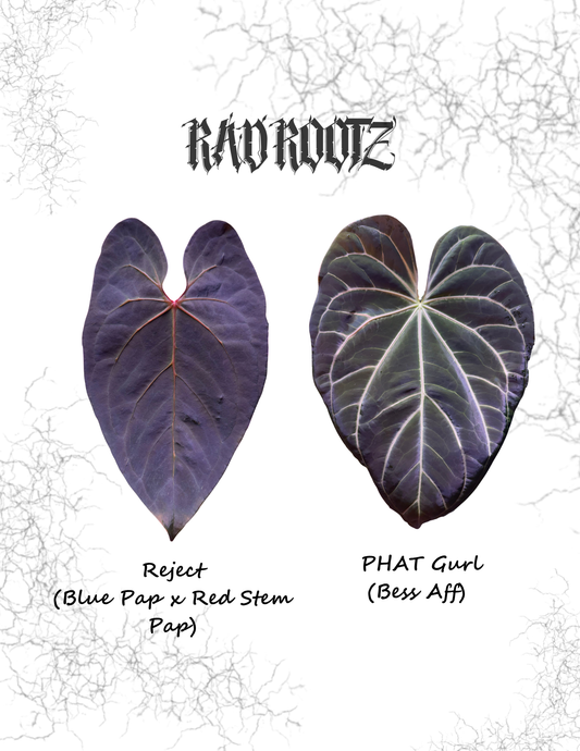 Reject x PHAT Gurl Seedling