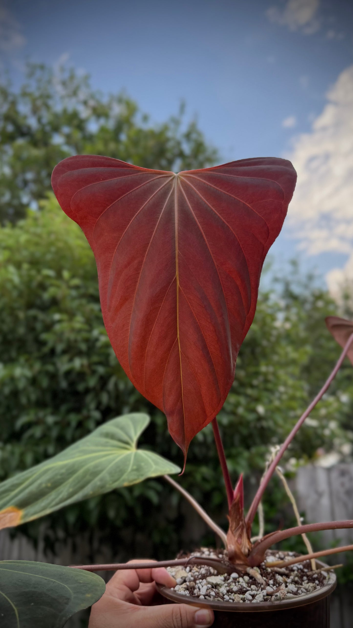 PURGATORI (Black Sweet) clone