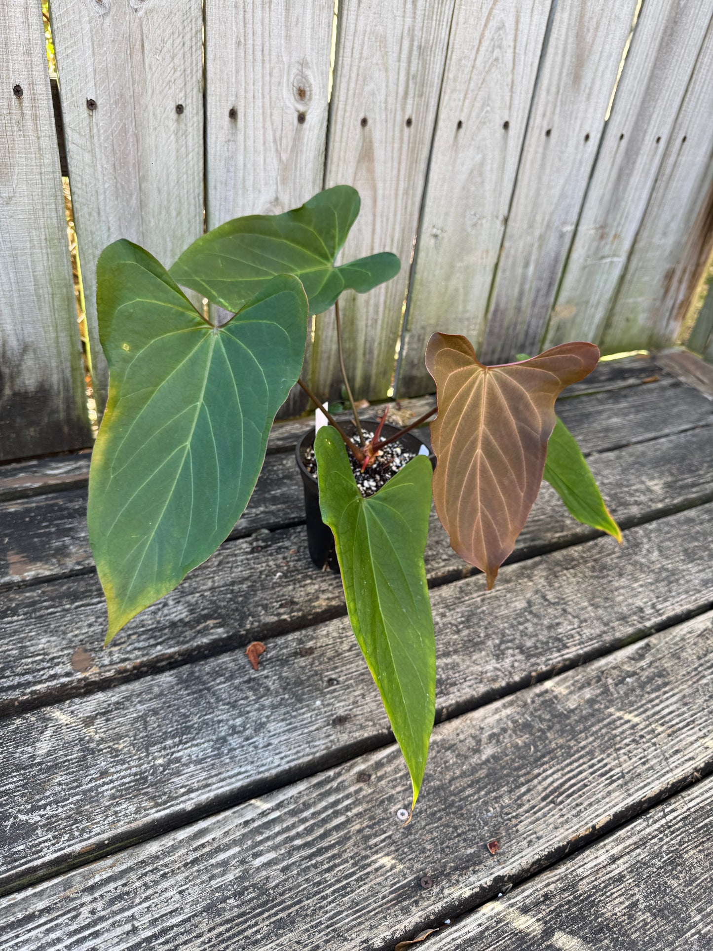 Black Sweet x Dark Momma