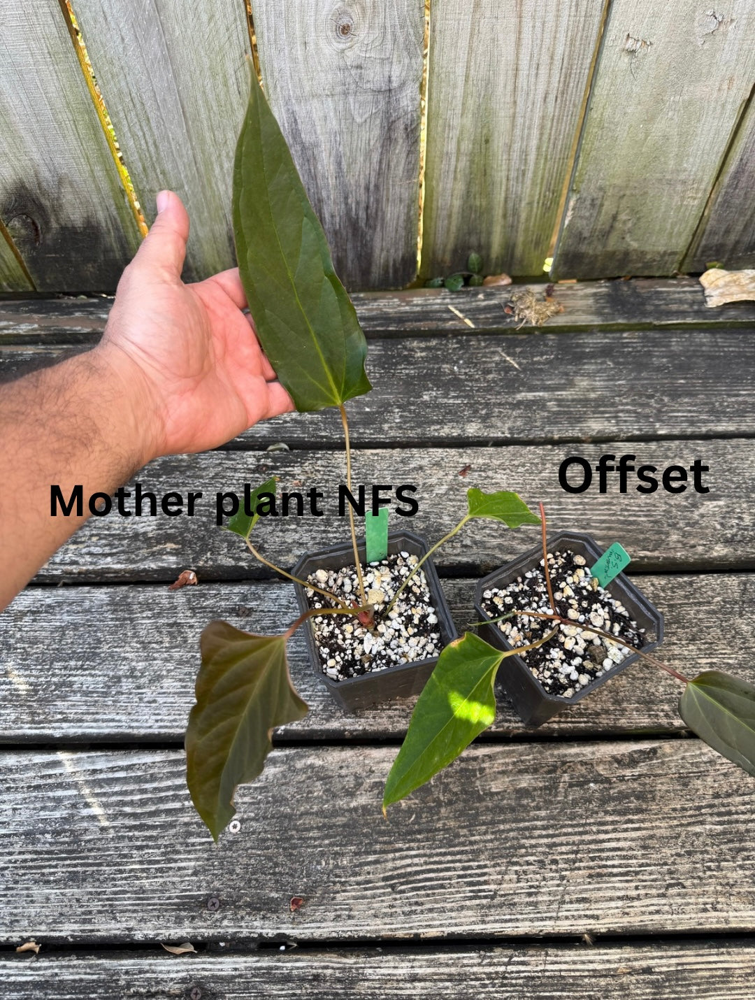 Black Sweet “mutation” offset