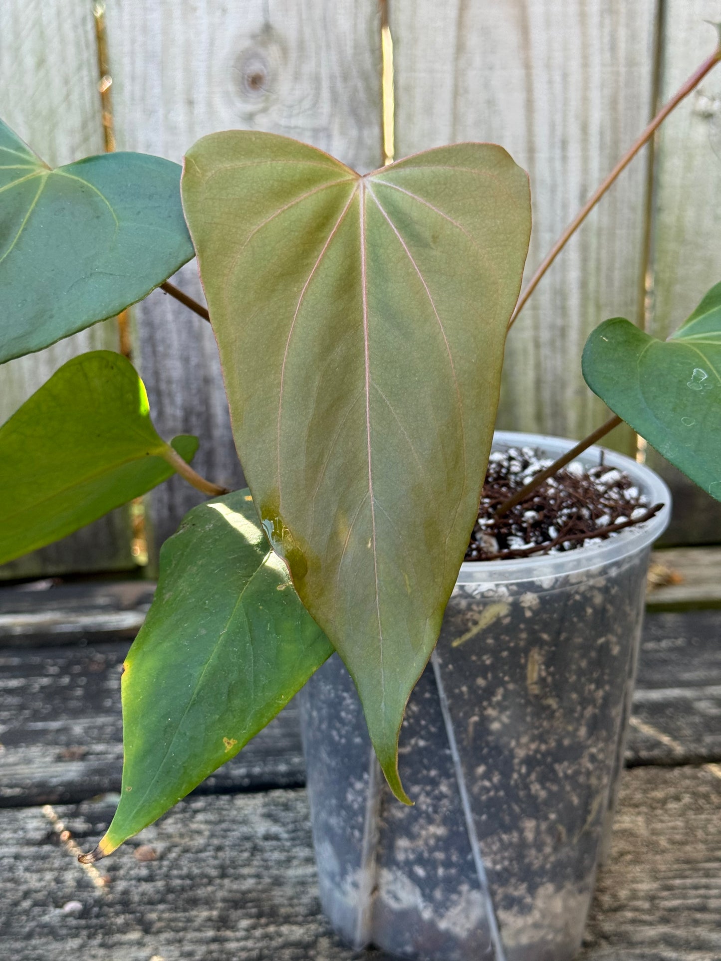 Indo Port x Back Sweet