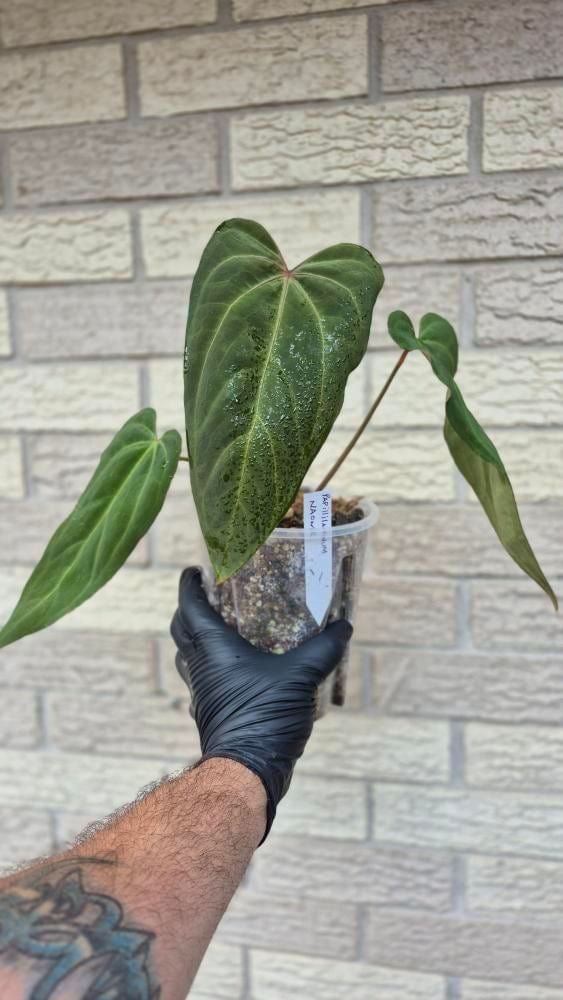 Anthurium Papillilaminum Naomi