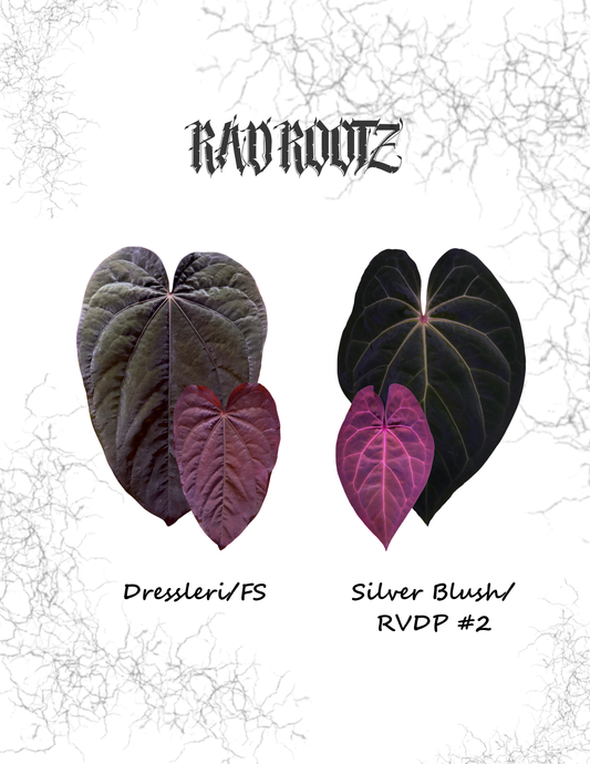 Dressleri/FS x SB/RVDP #2