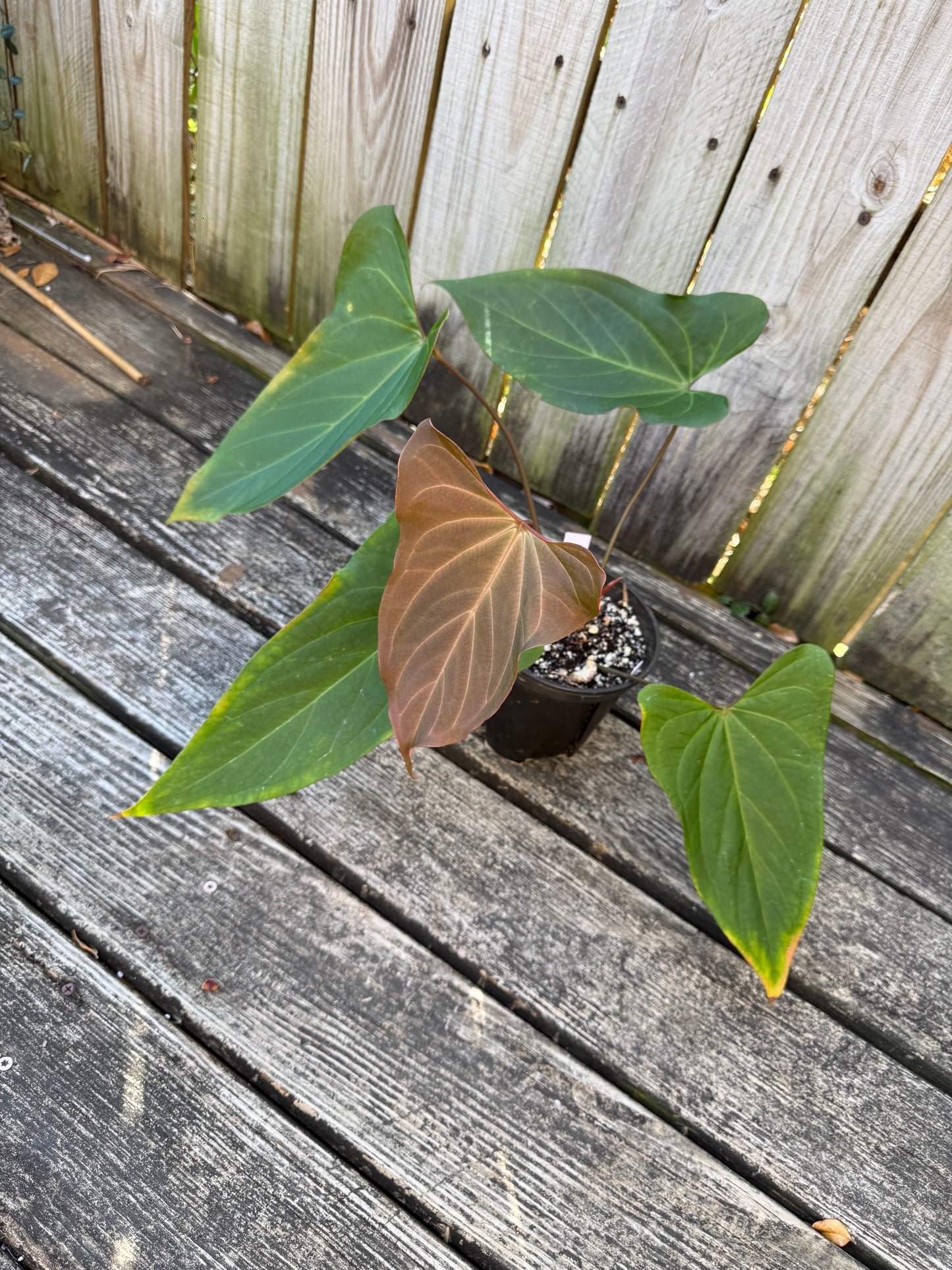 Black Sweet x Dark Momma