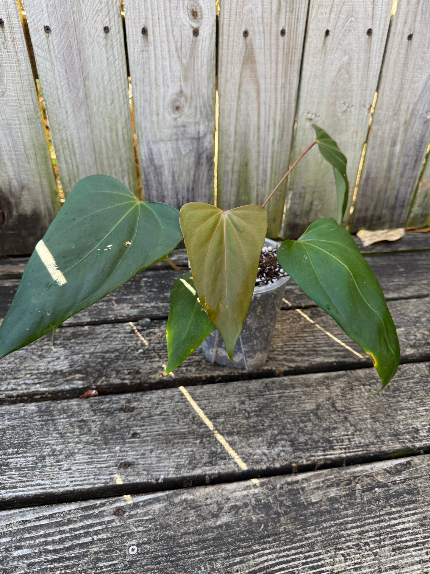 Indo Port x Back Sweet