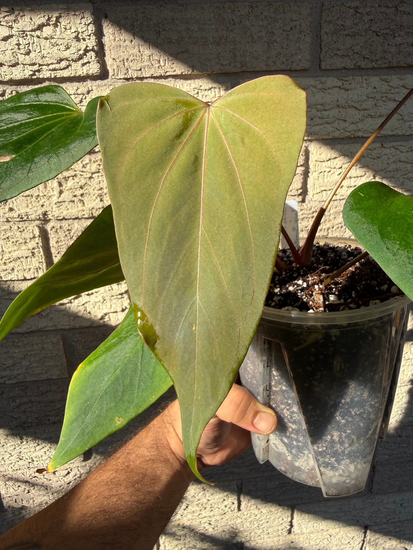 Indo Port x Back Sweet