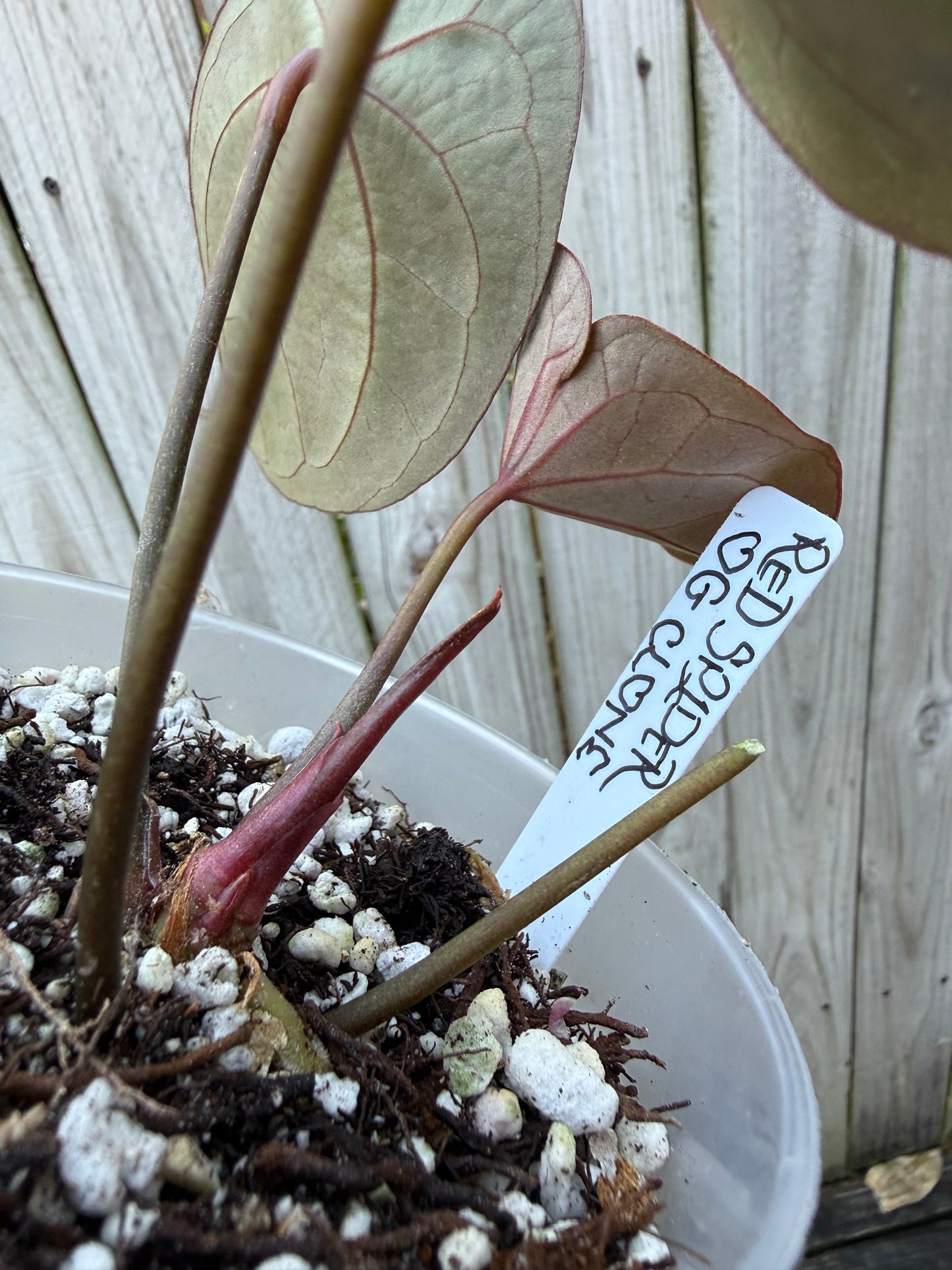 Original Red Spider clone