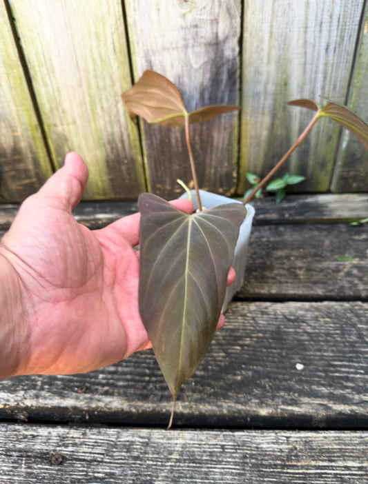 PURGATORI (Black Sweet) clone