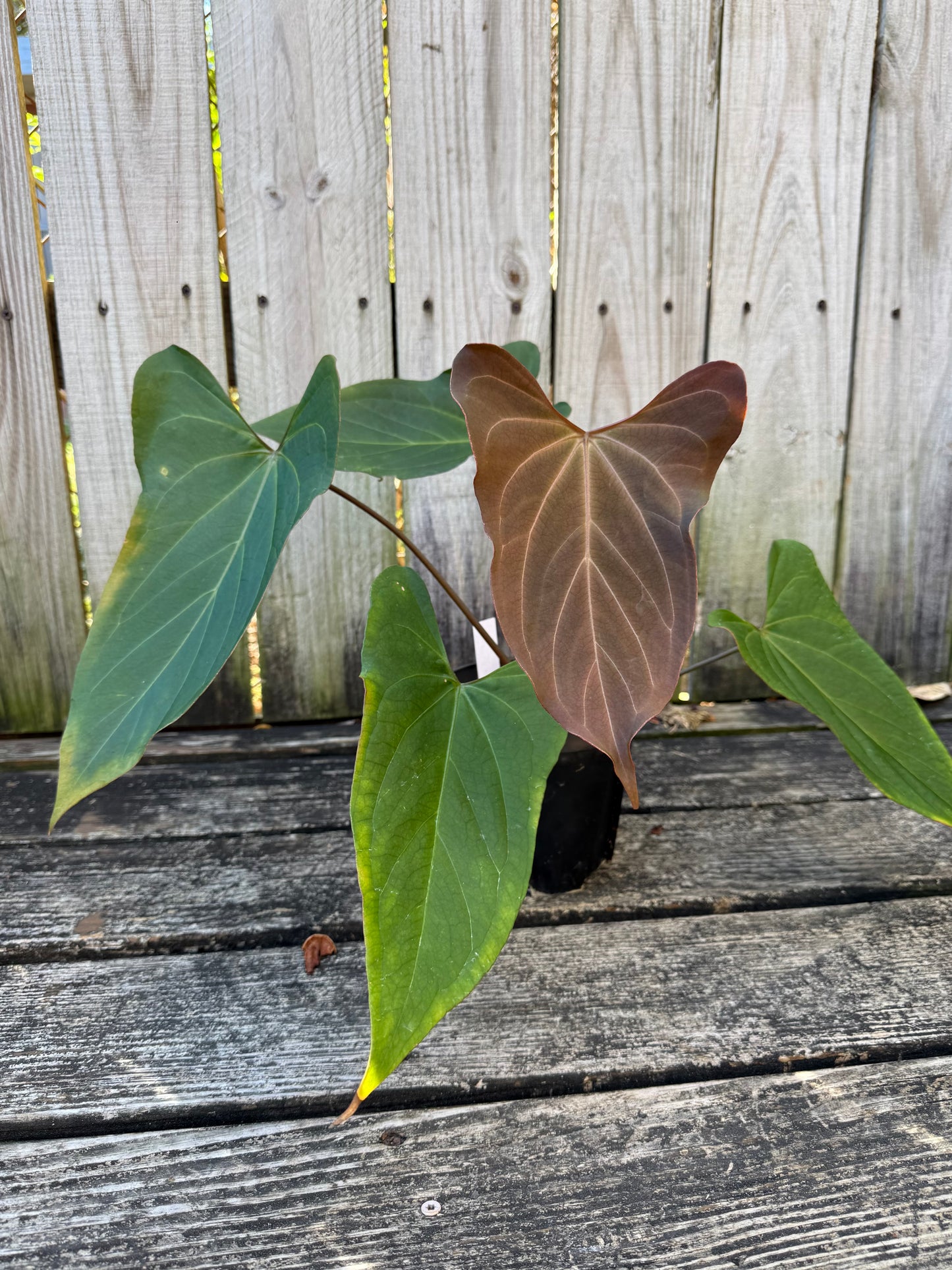 Black Sweet x Dark Momma