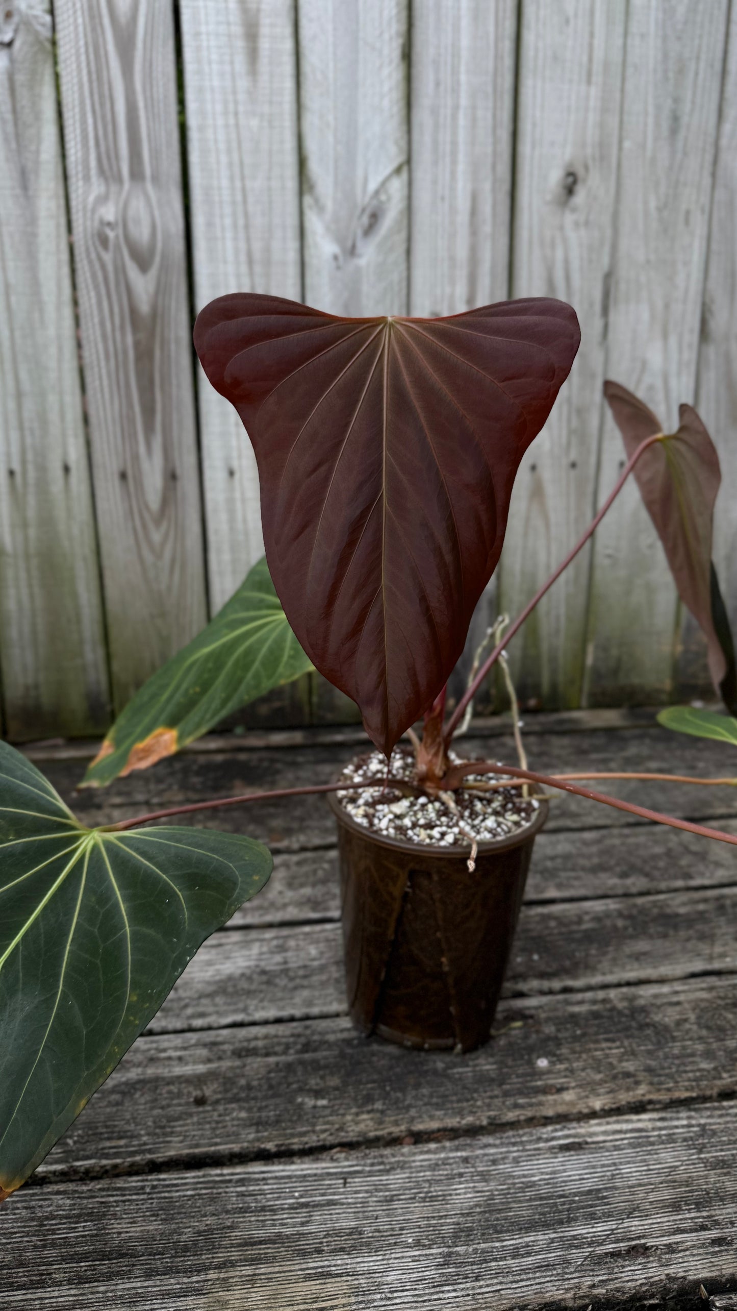 PURGATORI (Black Sweet) clone