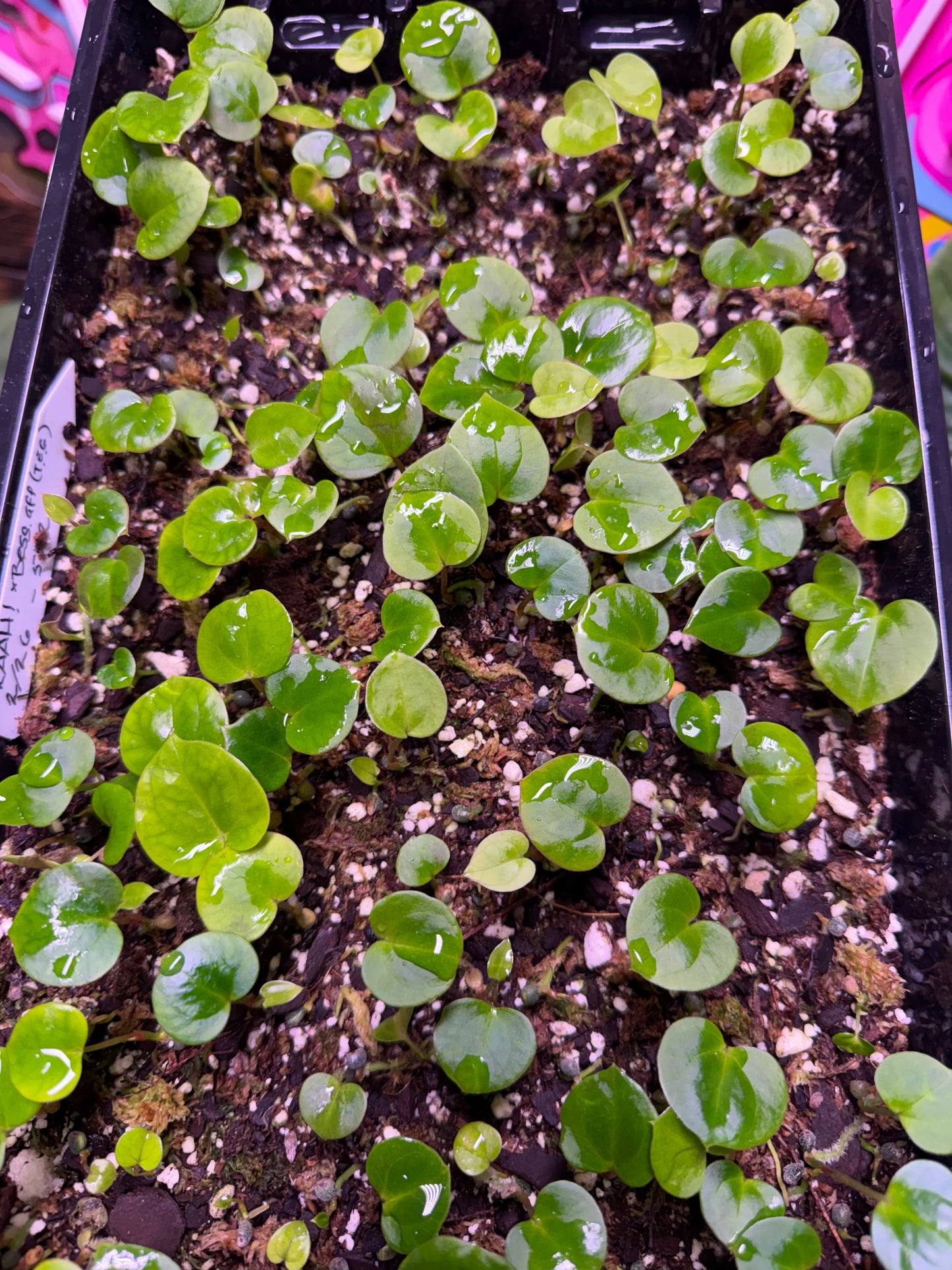 Ka KAAH! x Besseae Aff Seedling