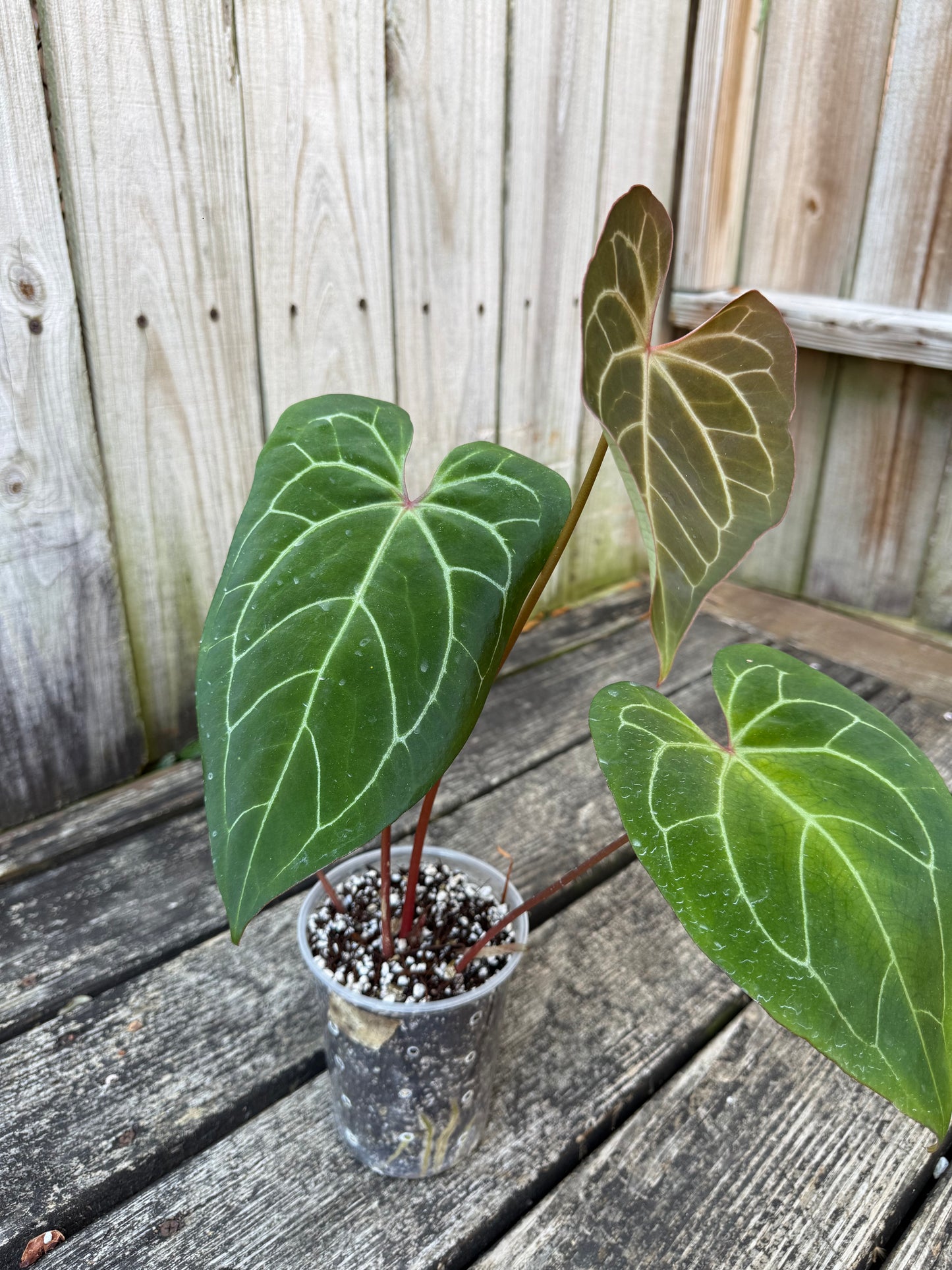 Red Stem Pap x Crystal