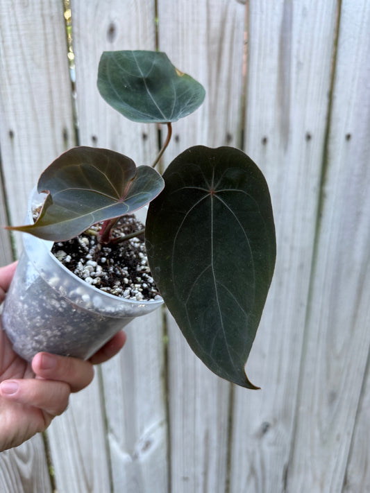 Original Red Spider clone