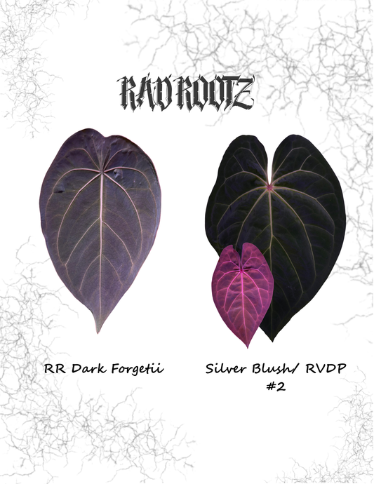 RR Dark Forgetii x SB/RVDP #2 Seedling