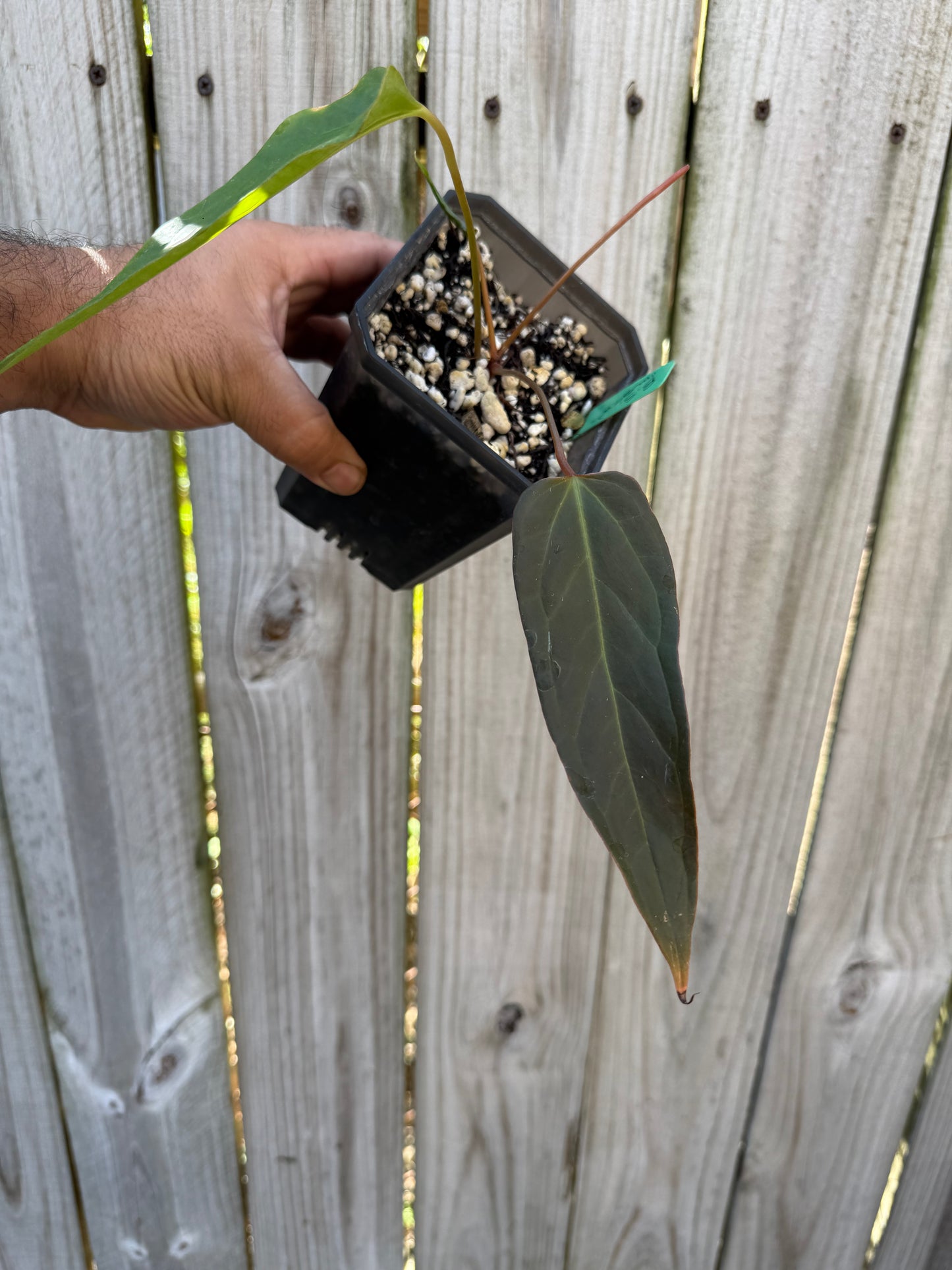 Black Sweet “mutation” offset