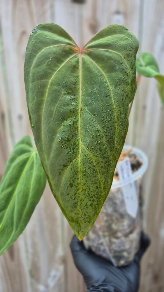 Anthurium Papillilaminum Naomi