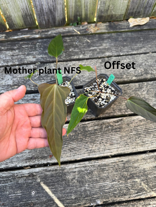 Black Sweet “mutation” offset